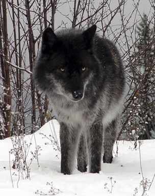 Mystery Wolf by James Ericksen