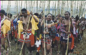 Zulu Reed Dance maidens